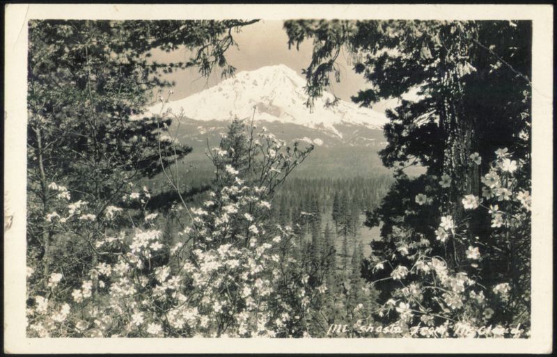 Mt. Shasta from McCloud with Foreground Flowers California