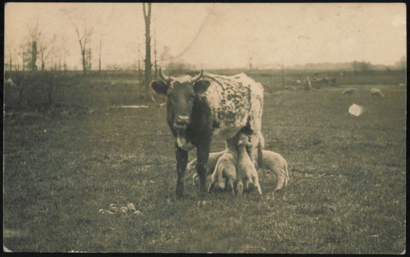 Cow with Lambs Suckling in Field Cows & Cattle