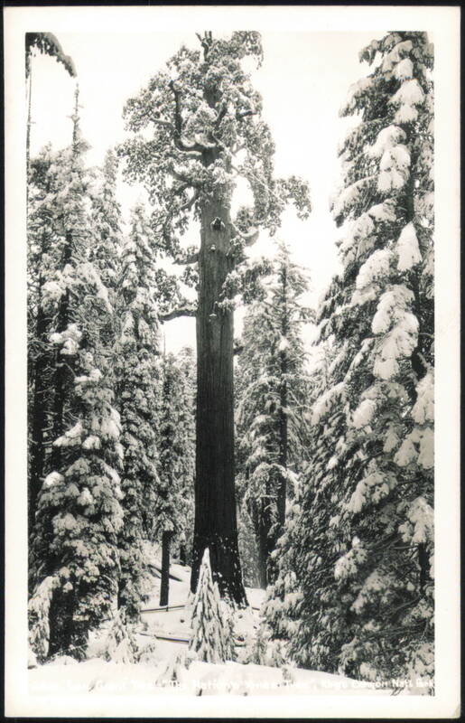 General Grant Tree, Kings Canyon National Park California