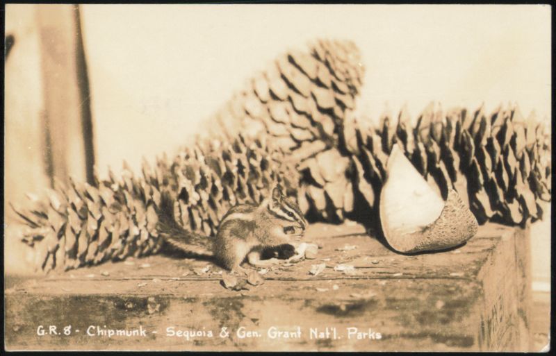 Chipmunk Eating, Sequoia & General Grant National Parks California