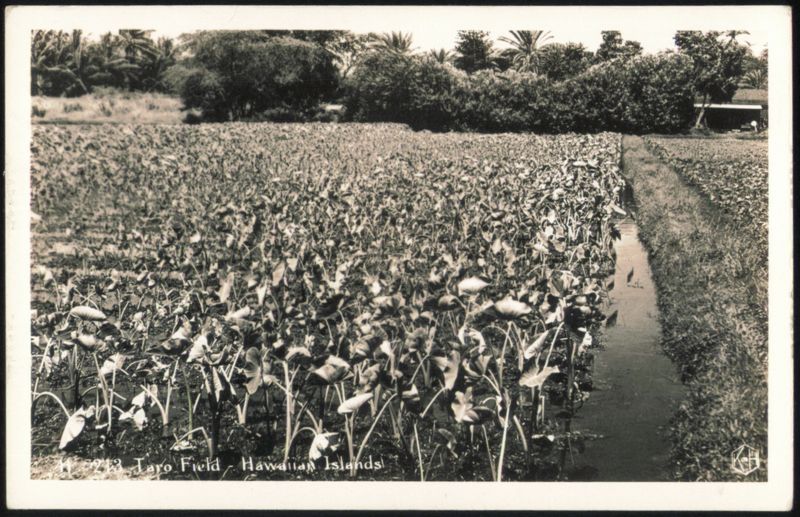 Taro Field Hawaii