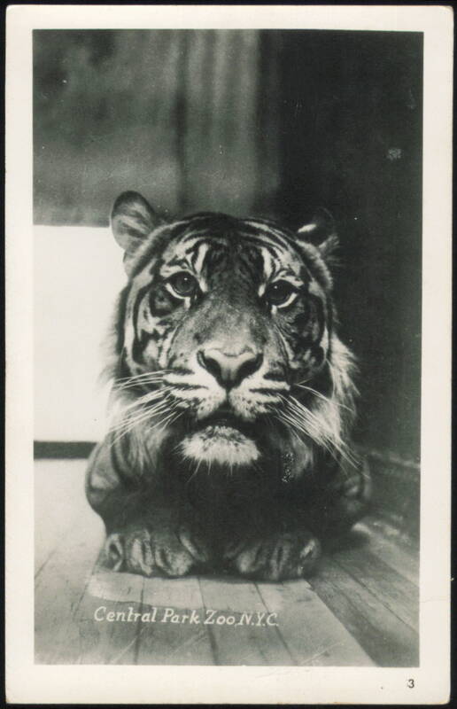 Tiger at Central Park Zoo New York