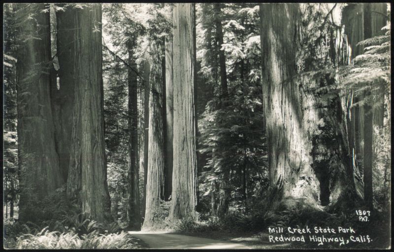 Mill Creek State Park, Redwood Highway California