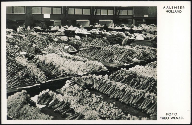 Aalsmeer Flower Market Interior Netherlands Theo Wenzel