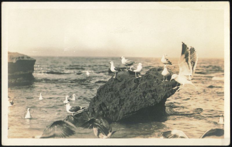 Seagulls on Rocks, Carmel Coast California