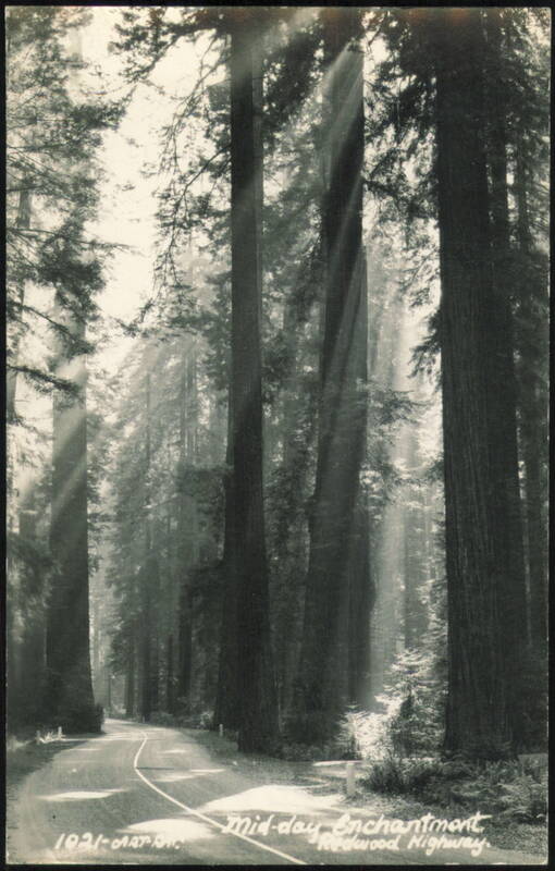 Mid-day Enchantment, Redwood Highway California