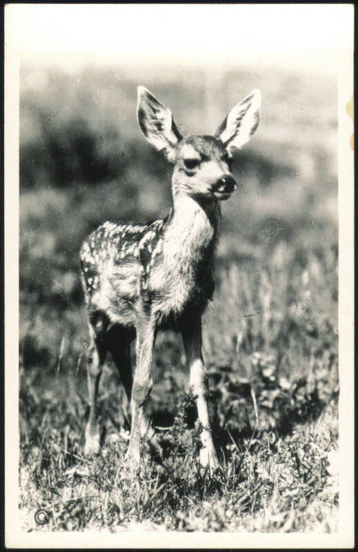 Mule Deer Fawn