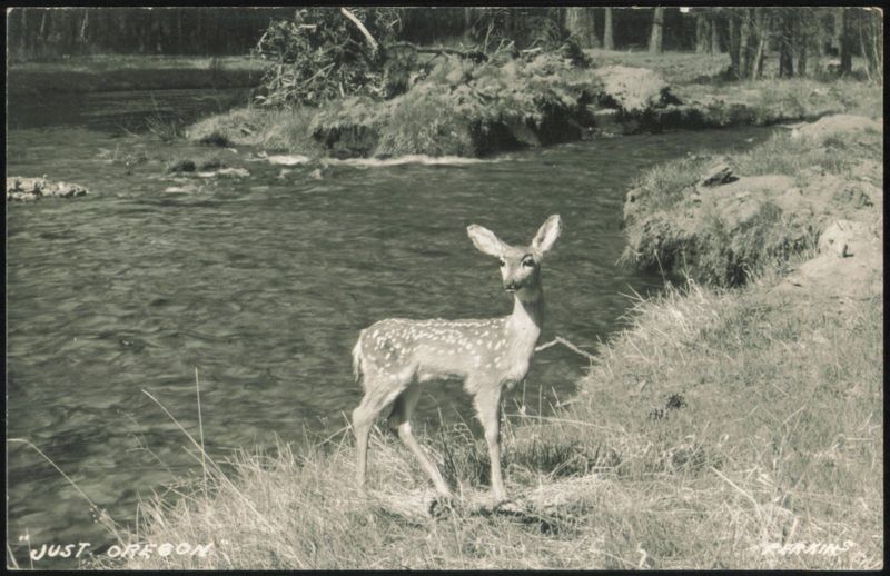 Fawn by Stream, Oregon