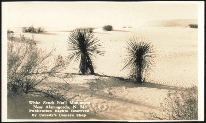 White Sands Nat'l Monument, Yucca Plants Alamagordo New Mexico