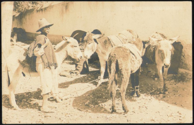 Arriero with Donkeys, Zimapan Mexico