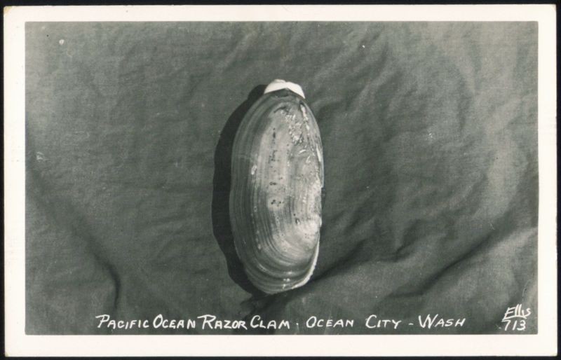 Pacific Ocean Razor Clam Ocean City Washington Ellis