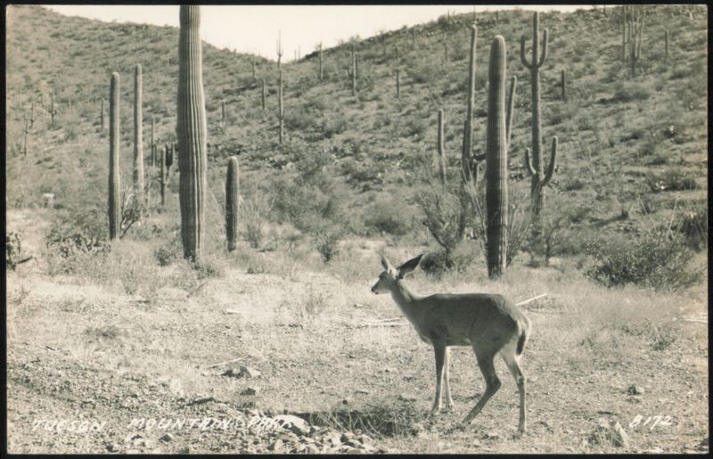Deer in Saguaro Cactus Desert, Tucson Mountain Park Arizona
