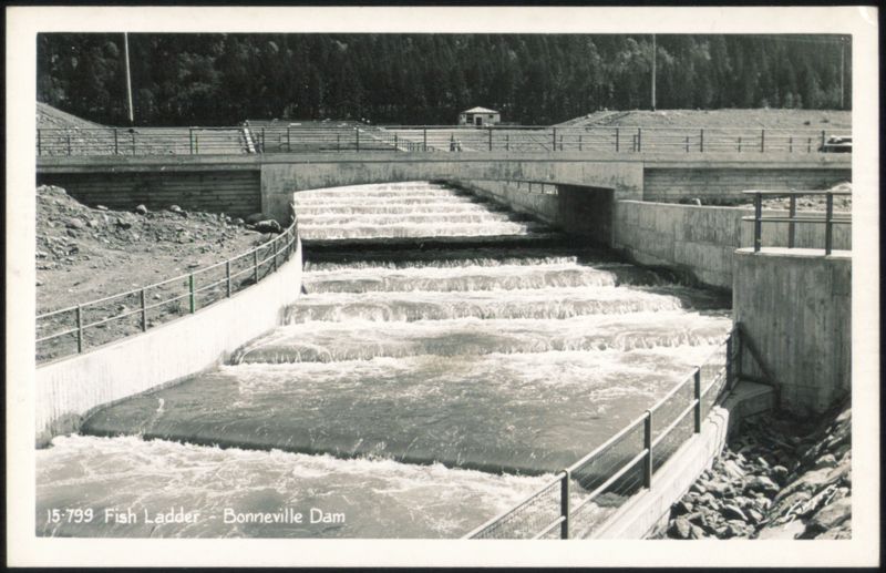 Fish Ladder - Bonneville Dam Oregon
