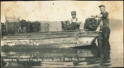 Gathering Oysters from the Oyster Beds Postcard