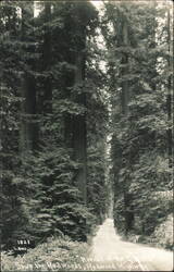 Avenue of the Giants, Redwood Highway Postcard