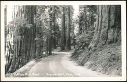 Moro Rock Road, Sequoia Nat'l. Park Postcard