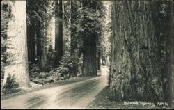 Redwood Highway Postcard