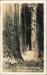 California Redwoods, Humboldt County Postcard