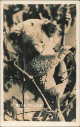Koala (Native Bear) with Joey in Tree Postcard