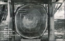 Muir Woods Tree Cross Section with Historical Dates Postcard