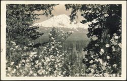 Mt. Shasta from McCloud with Foreground Flowers Postcard