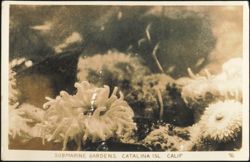 Submarine Gardens, Catalina Isl. Postcard
