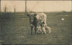 Cow with Lambs Suckling in Field Postcard