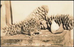 Chipmunk Eating, Sequoia & General Grant National Parks Postcard