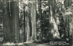 Mill Creek State Park, Redwood Highway Postcard