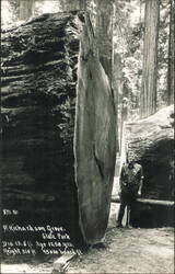 Richardson Grove State Park Redwood Tree Postcard