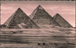 Cheops, Chefren, Mykerinos Pyramids, Camels Postcard