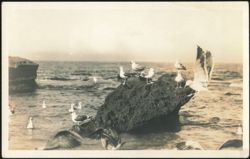 Seagulls on Rocks, Carmel Coast Postcard