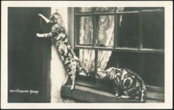 Coming Home, Two Cats Postcard
