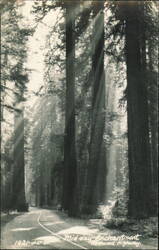 Mid-day Enchantment, Redwood Highway Postcard