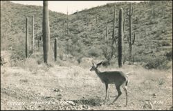 Deer in Saguaro Cactus Desert, Tucson Mountain Park Postcard