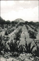 Pyramid of the Sun, Teotihuacan Postcard