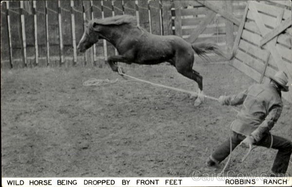 Wild Horse Being Dropped By Front Feet Wyoming Horses