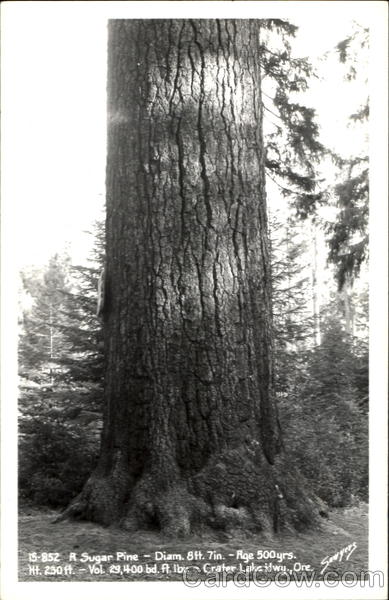 A Sugar Pine Scenic Oregon