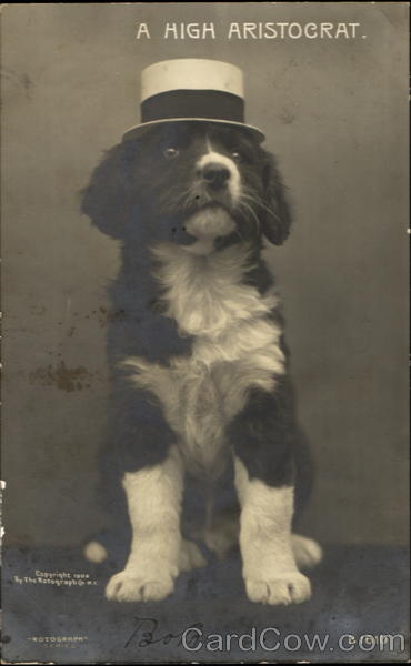 A High Aristocrat Dogs
