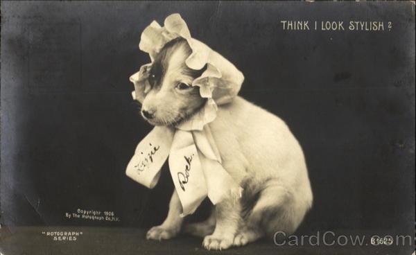 Think I Look Stylish? Dogs