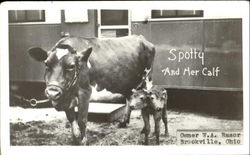 Spotty And Her Calf Spotty And Her Calf