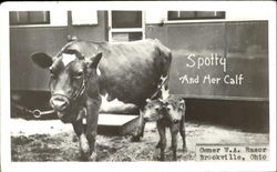 Spotty And Her Calf Postcard