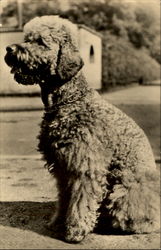 Stock #153046 Thumbnail