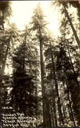 Founder's Tree, Redwood Highway Scenic, CA Postcard Postcard