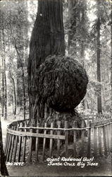 Giant Redwood Burl Postcard