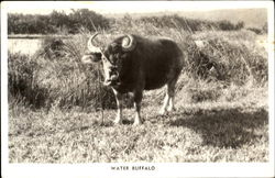 Water Buffalo Water Buffalo