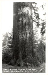 A Sugar Pine Postcard
