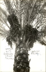 Date Tree Postcard