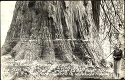 General Guster Sequoia Sempemnea Redwood Tree General Guster Sequoia Sempemnea Redwood Tree