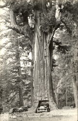 The Chandalier Tree Redwoods, CA Postcard Postcard